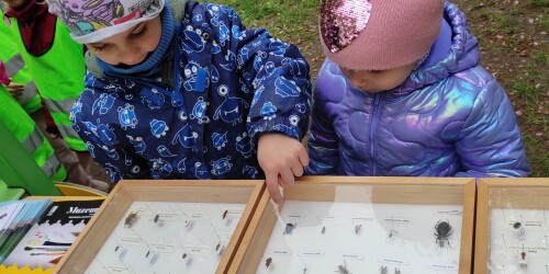chłopcy oglądają owady w gablotce